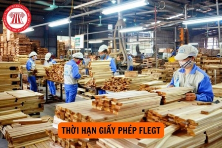 Giấy phép FLEGT là gì? Thời hạn có hiệu lực của giấy phép FLEGT?