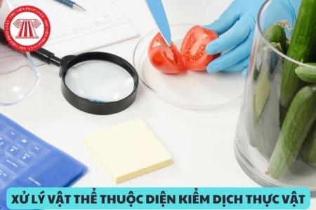 Các vật thể thuộc diện kiểm dịch thực vật được miễn phân tích nguy cơ dịch hại