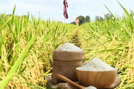 Giá lúa gạo hôm nay 26/1: Đi ngang, tuần qua giá lúa tươi giảm mạnh