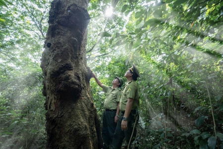 “Báu vật” giữa rừng già Ba Hố