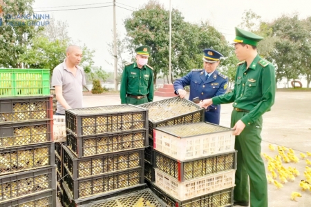 Bắt vụ vận chuyển số lượng lớn gia cầm giống không rõ nguồn gốc