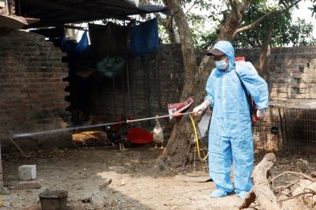 Tăng cường triển khai các biện pháp phòng, chống dịch bệnh cho đàn vật nuôi