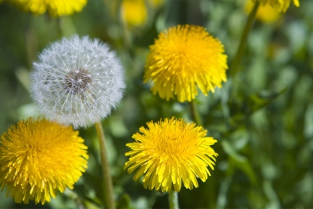 Công dụng đáng kinh ngạc của loài rau dại với sức khỏe ít người biết đến