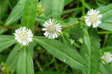 Việt Nam có loài cây không trồng vẫn mọc đầy vườn nhưng cực tốt cho sức khỏe