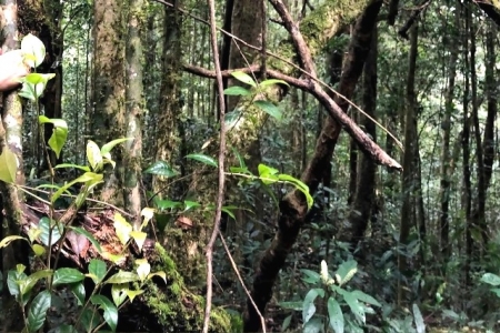 Đắk Nông: Phát hiện rừng chè cổ thụ hàng trăm tuổi trên đỉnh núi