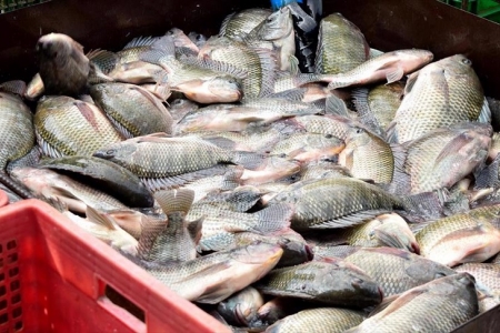 Brazil dỡ bỏ lệnh cấm nhập khẩu cá rô phi của Việt Nam
