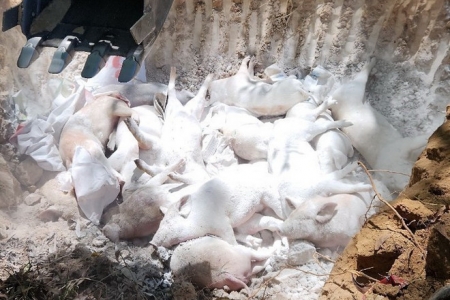 Tăng cường các biện pháp kiểm soát, phòng chống dịch bệnh trên đàn vật nuôi