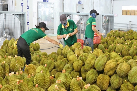 Xử lý thông tin "Sầu riêng vẫn loay hoay giải quyết chất vàng O"