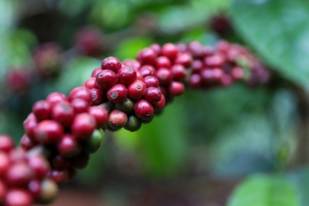 Giá cà phê hôm nay 27/5: Cao nhất 122,500 đồng/kg