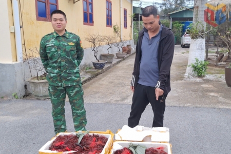Đồn Biên phòng Trà Cổ: Bắt giữ đối tượng vận chuyển trái phép 80kg tôm hùm đất