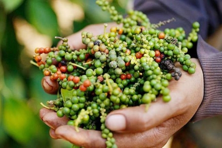 Giá tiêu hôm nay 4/6: Giảm nhẹ 1,000 đồng