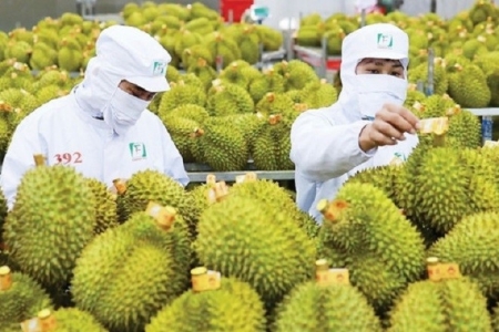 Chất cấm và Cadimi đe dọa thương hiệu sầu riêng Việt Nam