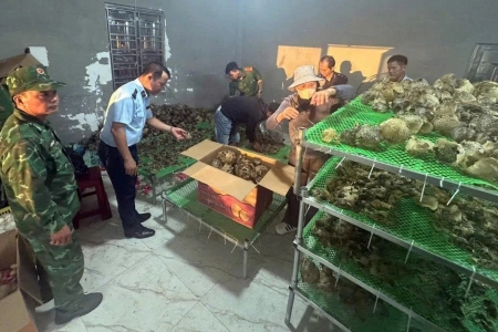 Quảng Ninh: Phát hiện kho hàng chứa da cá nóc sấy khô không rõ nguồn gốc