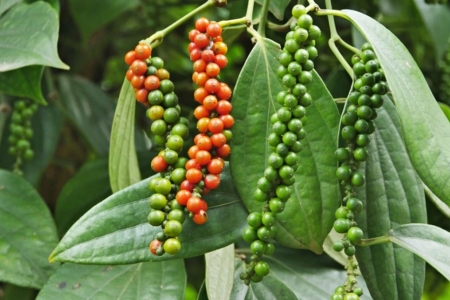 Giá tiêu hôm nay 10/6: Giá neo cao