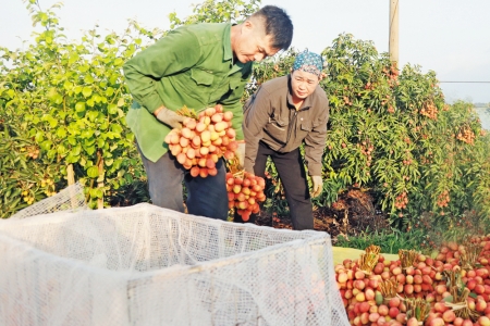 Đa dạng kênh tiêu thụ vải thiều ở Bắc Giang