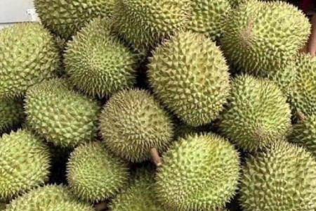 Giá sầu riêng hôm nay 30/6: Thị trường ổn định