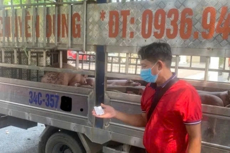 Phát hiện xe tải vận chuyển lợn nhiễm dịch về Hải Phòng tiêu thụ