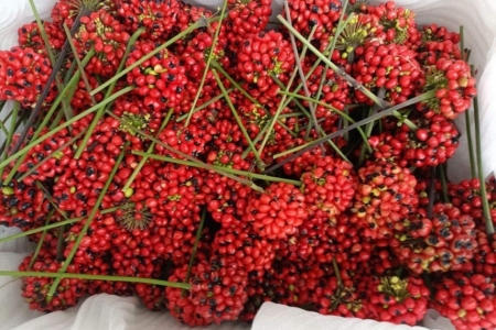 Một loại hạt quý hiếm có giá lên tới 240 triệu đồng/kg, hiện chỉ được tìm thấy tại Việt Nam, đang thu hút sự chú ý trên thị trường quốc tế