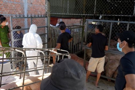 Phát hiện cơ sở thu mua lợn bị dịch tả châu Phi để bán ra thị trường