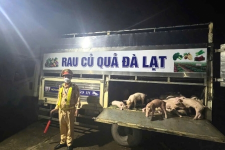 Ngụy trang xe vận chuyển củ quả để đưa heo mắc dịch tả Châu Phi đi tiêu thụ