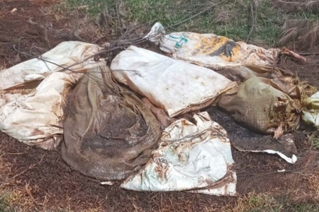 Quảng Trị: Xử lý, tiêu hủy xác lợn chết bị vứt ngoài bãi biển