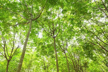 Giá cao su ngày 7/8: Giảm trên các sàn giao dịch