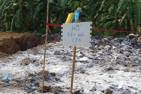 Hưng Yên: Tiến hành tiêu hủy lợn nhiễm bệnh dịch tả lợn Châu Phi