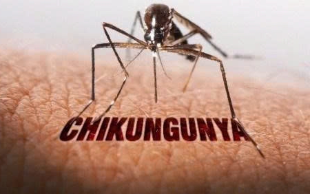 Việt Nam có nguy cơ cao bùng phát bệnh Chikungunya: Cục Phòng, chống bệnh cảnh báo các triệu chứng và biện pháp phòng ngừa