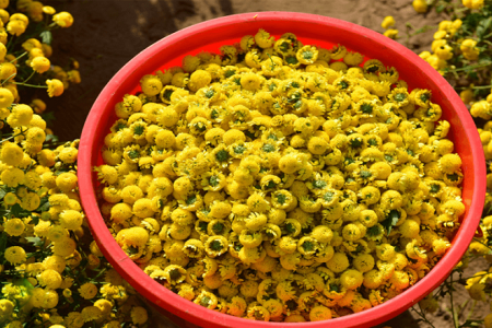 Thu hồi lô dược liệu Cúc hoa vàng của Hợp tác xã dược liệu Ninh Hiệp