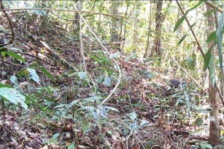 Vườn Quốc gia Chư Mom Ray: Phát hiện thêm 2 loài động vật quý hiếm