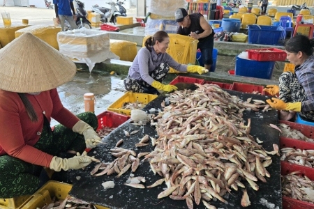 Cà Mau triển khai cao điểm chống khai thác IUU