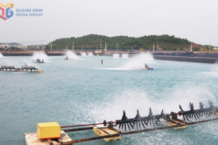 Quảng Ninh sắp xếp vùng nuôi biển phù hợp quy hoạch phát triển thuỷ sản bền vững