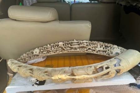 Công an Hà Nội khởi tố vụ buôn lậu ngà voi