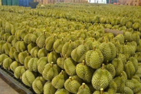 Giá sầu riêng hôm nay 19/8: Sầu Thái ở Đồng Nai tăng