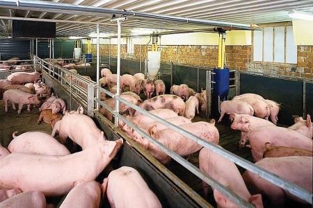 Giá heo hơi hôm nay 21/8: Tiếp tục giảm