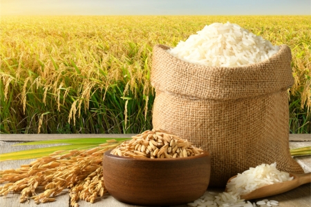 Giá lúa gạo hôm nay ngày 22/8: Tương đối ổn định