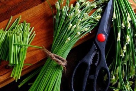 Loại lá quen thuộc trong vườn nhà, tốt cho sức khỏe hơn bạn nghĩ