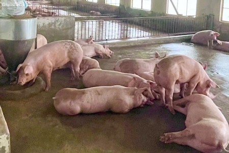 Giá heo hơi hôm nay 26/8: Giảm nhẹ