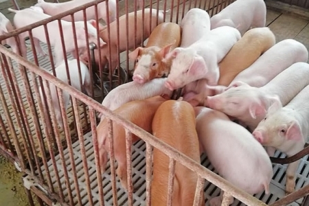 Giá heo hơi hôm nay 28/8: Tiếp tục giảm ở miền Trung và miền Nam