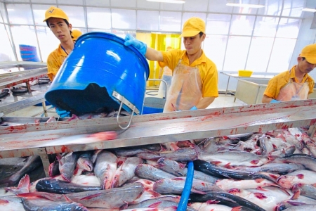 Thủy sản Việt Nam trước thách thức: Mỹ cảnh báo siết chặt 12 nghề cá từ năm 2026