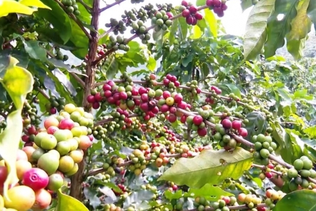 Giá cà phê hôm nay 4/9: Giảm sốc hơn 6,000 đồng/kg