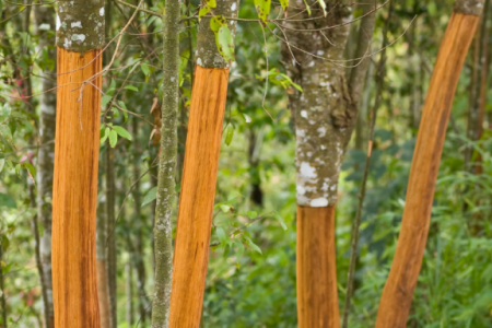 Cây từ Indonesia giúp Việt Nam dẫn đầu xuất khẩu, thu về hơn 210 triệu USD, được mệnh danh “vàng nâu triệu đô”.