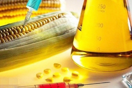 HFCS tăng nhập khẩu, đe dọa ngành mía đường Việt Nam