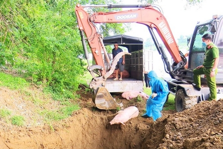 Thái Nguyên đã cơ bản khống chế được dịch tả lợn châu Phi