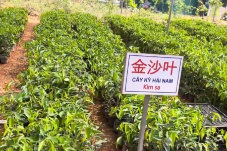 Cục Lâm nghiệp và Kiểm lâm yêu cầu rà soát hoạt động sản xuất, kinh doanh cây "Kỳ Hải Nam"