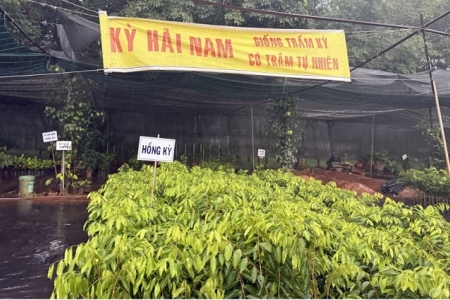 Phú Thọ: Xác minh việc buôn bán Kỳ Hải Nam tại Hợp tác xã Trầm Kỳ Nam Tam Đảo