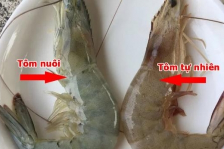 Cách phân biệt tôm nuôi và tôm tự nhiên