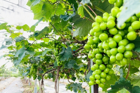 Bắc Ninh tập trung xây dựng nền nông nghiệp hiện đại, hiệu quả và thân thiện với môi trường