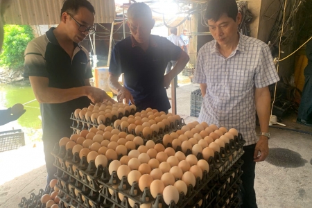 Mô hình chăn nuôi gà đẻ trứng thảo dược theo hướng hạ cholesterol