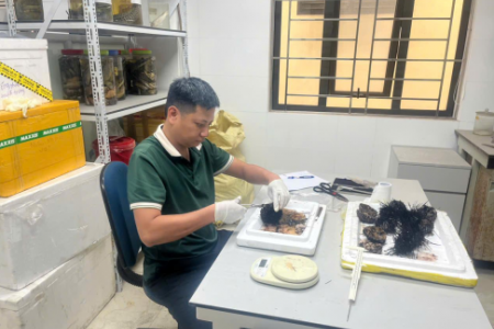 Nghiên cứu xây dựng mô hình thử nghiệm sản xuất giống và nuôi thương phẩm cầu gai đen tại Hải Phòng